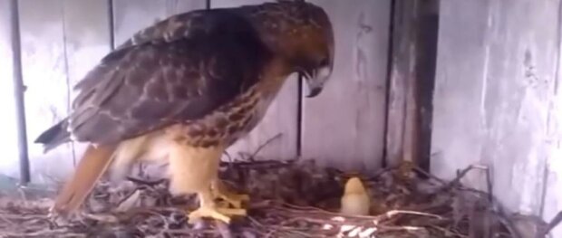 Experiment: jaká bude reakce orla, jestliže podložit mu kuřecí vejce