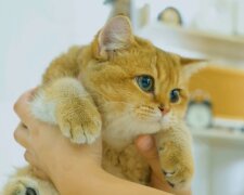 Kočka, Foto: snímek obrazovky YouTube