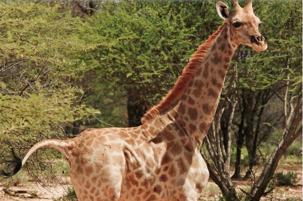 Vědci poprvé objevili trpasličí žirafy, podrobnosti