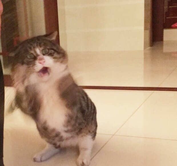 Fotografie: duck.show