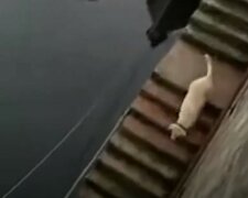 "Úžasné přátelství": delfín se každý den objeví u přístavu, aby si zaplaval se svým přítelem labradorem