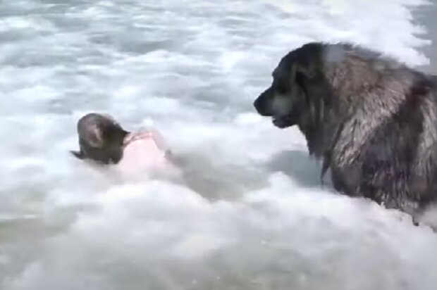 Zvíře a ditě. Foto: snímek obrazovky YouTube