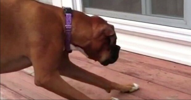 Video. Pes se začal u okna chovat divně. Majitel nejprve nemohl přijít na důvod, ale když mu to došlo, musel to natočit