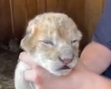 Jak se hodná fenka ovčáka stala matkou opuštěných lvíčat