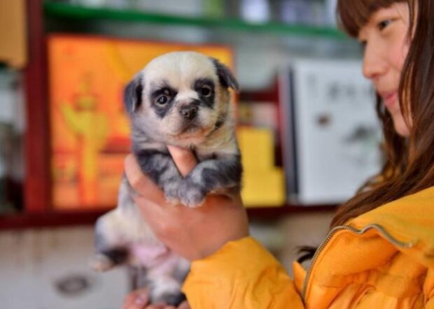 Zvířata. Foto: snímek obrazovky laykni.com