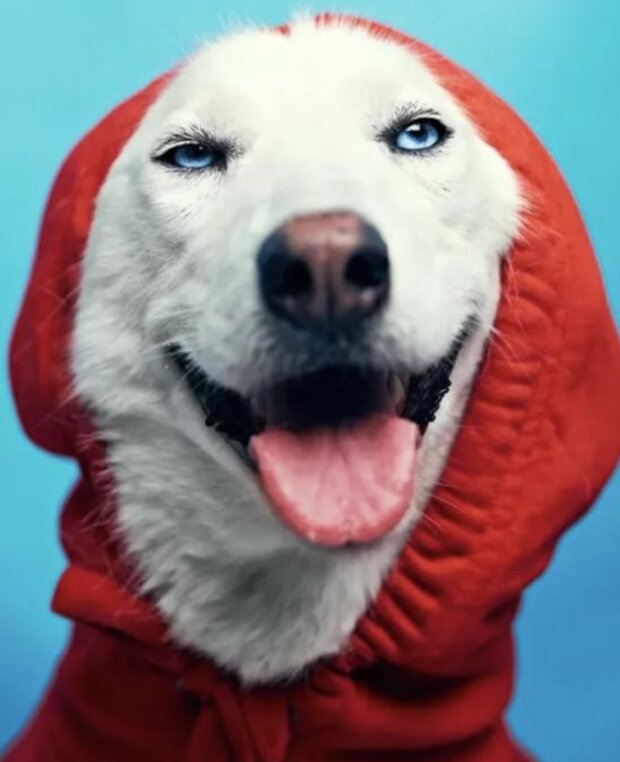 Pes. Foto: snímek obrazovky tjournal.ru