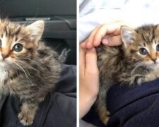 Toulavé kotě bylo slabé a nemohlo jíst. Jedenáctiletý chlapec a jeho matka začali mu pomáhat