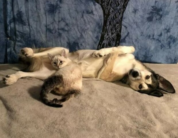 Fotografie: duck.show