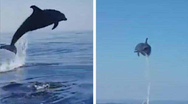 Rybáři zachránili malého delfína ze sítě a dostali díky od jeho matky