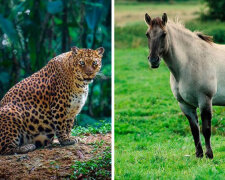 Nejkrásnější maminky mezi zvířaty: jsou krásné vždy za všech okolností