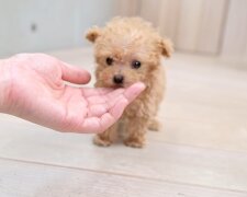 Miniaturní psi, Foto: snímek obrazovky YouTube