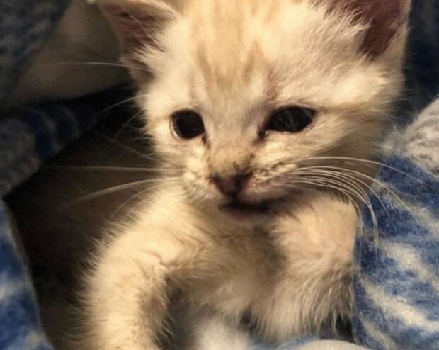 Kotě. Foto: snímek obrazovky neskychno.com