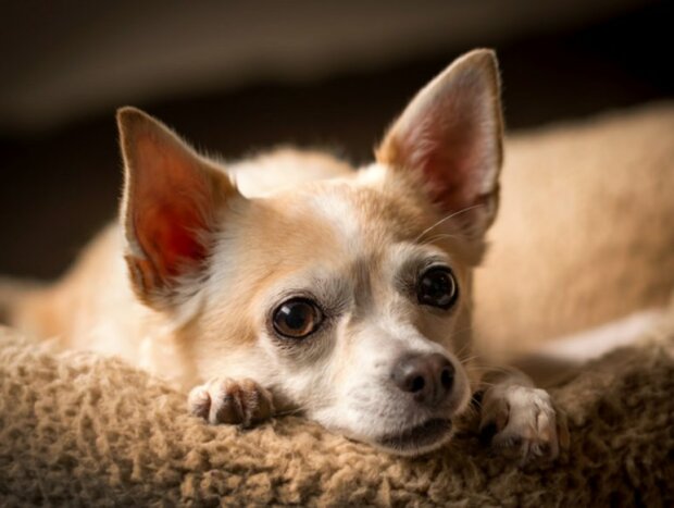 Zdroj fotografie: Getty Images