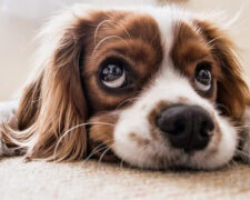 Štěňátko vyrostlo: nubbiny, které vyrostly. Psů je těžké poznat