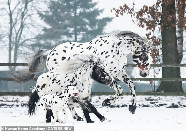 „Téměř dvojčata“: koně, poníci a pes stejné barvy se spolu bavili