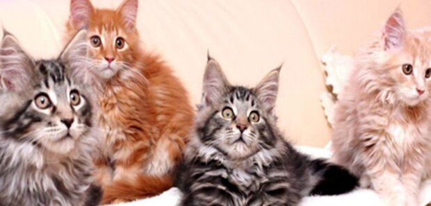 Barva kočky ovlivňuje osud majitelů: zajímavé pozorování