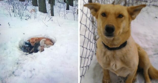 Pes mrznul ve sněhu, ale neopustil štěňata a zahříval je svým tělem