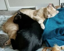 Zamilovaný kočičí pár prošel ztrátou svého domova a majitelů, požárem, tahem, ale to jen posílilo jejich lásku