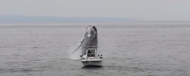 Obří velryba, která téměř utopila rybáře, se dostala do objektivu fotoaparátu