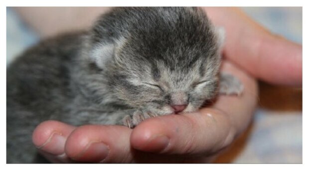Farmář objevil ve stodole maličká koťátka a nahradil jim matku, ale když drobečkové vyrostli, ukázalo se, že to nejsou obyčejné kočky