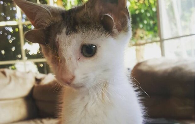 Kotě se čtyřmi ušima a bez jednoho oka nevěřilo, že by ho někdo miloval