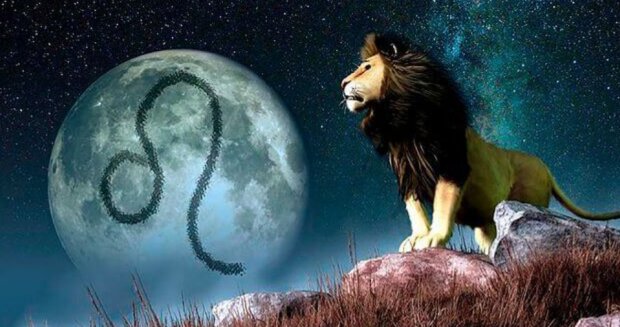 Lev. Foto: snímek obrazovky electropiknik.cz