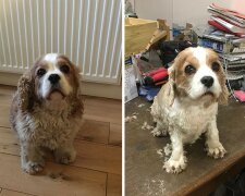 Fotografie nejvíce nešťastných účesů psů, které jejich majitelé udělali během sebeizolování