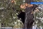 Medvěd v parku vylezl na strom a zpíval