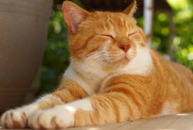 Fotografie: dailymail.co.uk