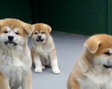 Pes, Foto: snímek obrazovky YouTube