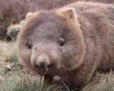 "V Austrálii zachránili wombatové miliony malých zvířat a nechali je zavrtat ve svých norach," hlásí Greenpeace