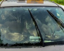 Bezdomovec žil několik dní v autě se 47 kocoury: na internetu se aktivně diskutuje o fotografiích a jak se změnily životy 48 hrdinů tohoto příběhu