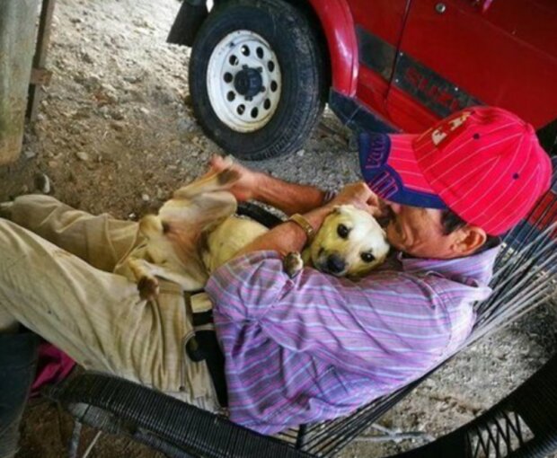 Pes. Foto: snímek obrazovky laykni.com