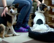 Otevřela se kavárna Dog House, kde žijí toulaví psi: nemůžete je krmit, ale můžete dělat mnoho jiných věci