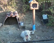 Řecký "Hačikó" osmnáct měsíců čeká na majitele, který nezvládl řízení auta a je pryč