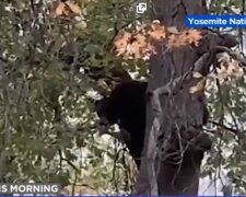 Medvěd v parku vylezl na strom a zpíval