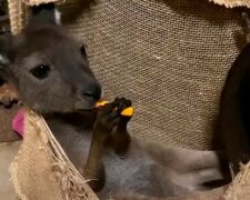 Bez pomoci lidí klokan přezdívaný Luna nejspíš nepřežila by zůstala bez matky