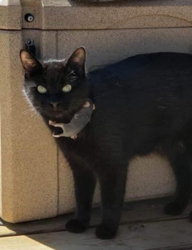 Kočka. Foto: snímek obrazovky laykni.com