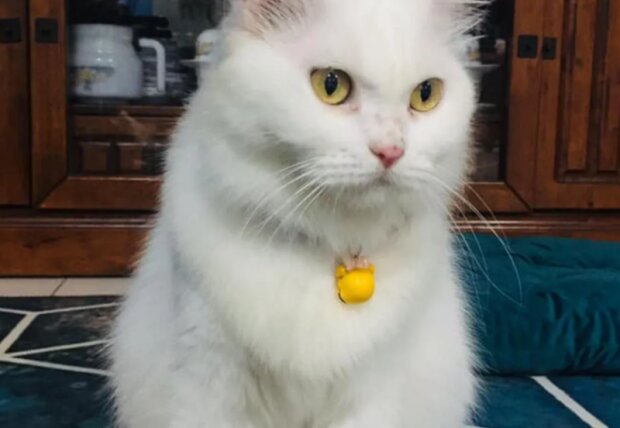 Kočka. Foto: snímek obrazovky ukr.media