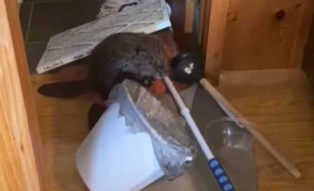 Bobr. Foto: snímek obrazovky beaverbabyfurrylove