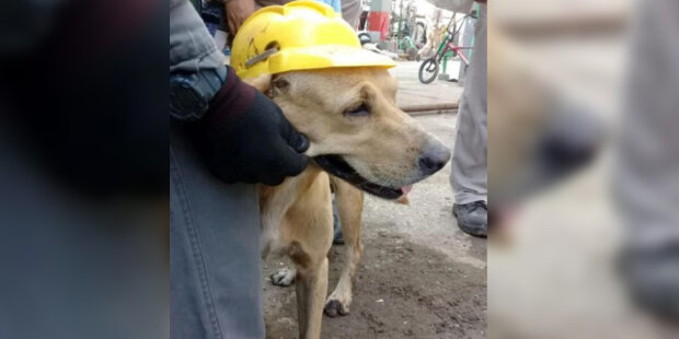 Muž adoptoval štěně: Pes vyrostl a pracuje jako plnohodnotný zaměstnanec v továrně