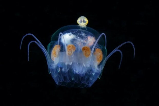 Dechberoucí snímky a video. Fotograf věnoval dvacet let své kariéry focení podvodního mikroskopického planktonu. Výsledek je úžasný