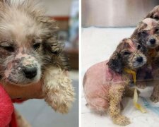 Příběh péče a lásky: muž našel v zimním lese 6 plešatých štěňátek a nemohl projít kolem