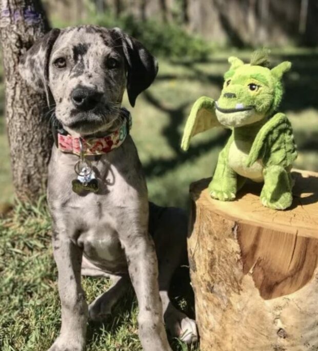 Pes a hračka. Foto: snímek obrazovky metro.co.uk