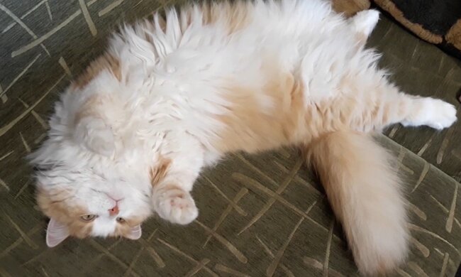 Kočka, Foto: snímek obrazovky YouTube