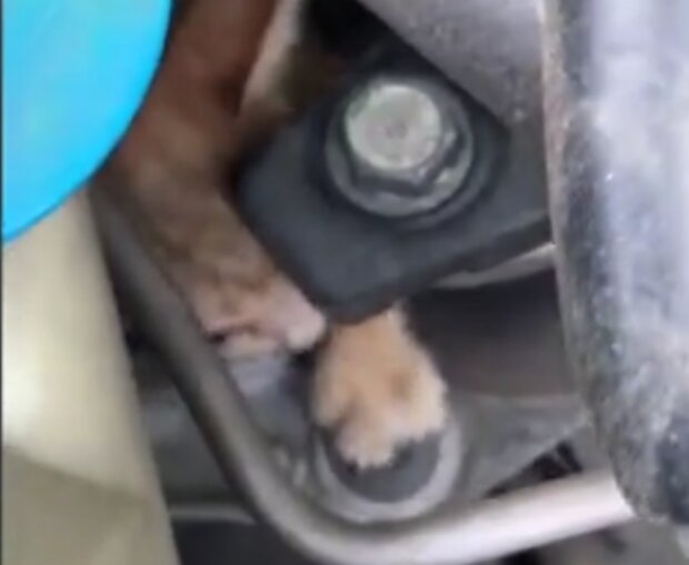 Kočka. Foto: snímek obrazovky dailymail.co.uk