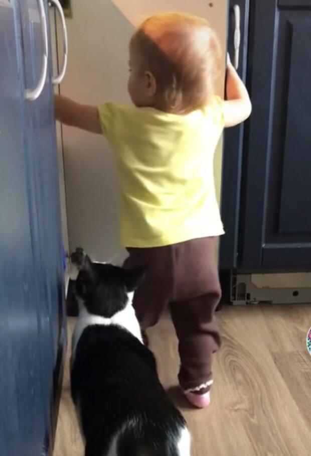 Dítě a kočka. Foto: snímek obrazovky TikTok