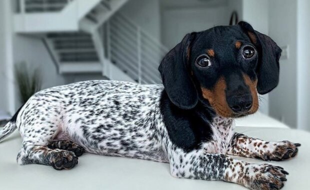 "Narodil se v pyžamu": štěně jezevčíka s barvou srsti jako dalmatin
