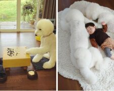 Babička dala třem královským pudlům na výchovu roční holčičky