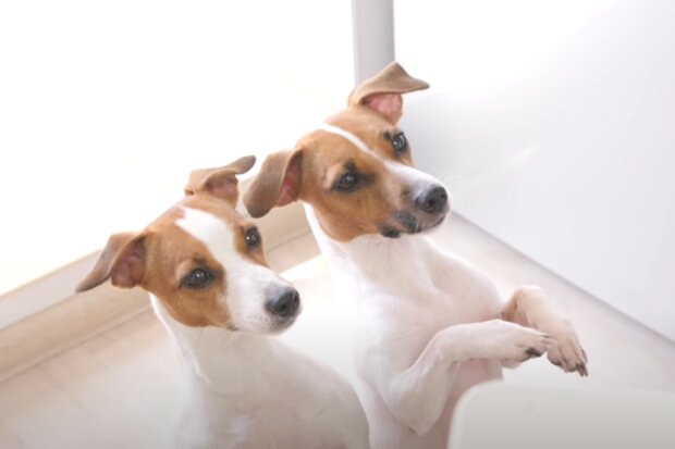 Pes. Foto: snímek obrazovky YouTube